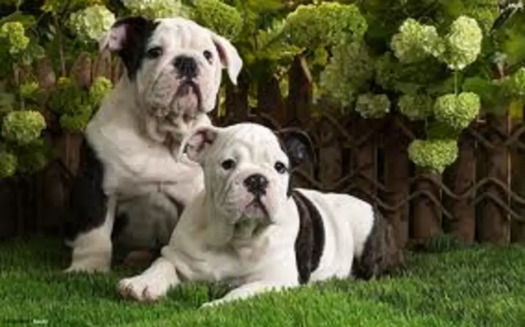 English Bulldog Puppies for sale